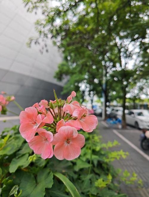 圣经阅读在线手机版的相关介绍