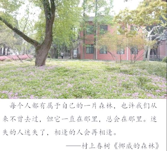 红楼梦白话文在线阅读｜无障碍品读经典名著